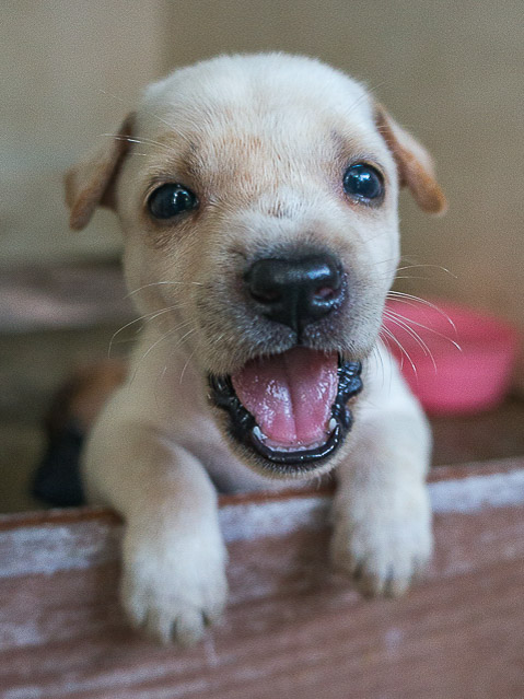 white-puppy-adopted-from-the-koh-tao-animal-clinic.jpg